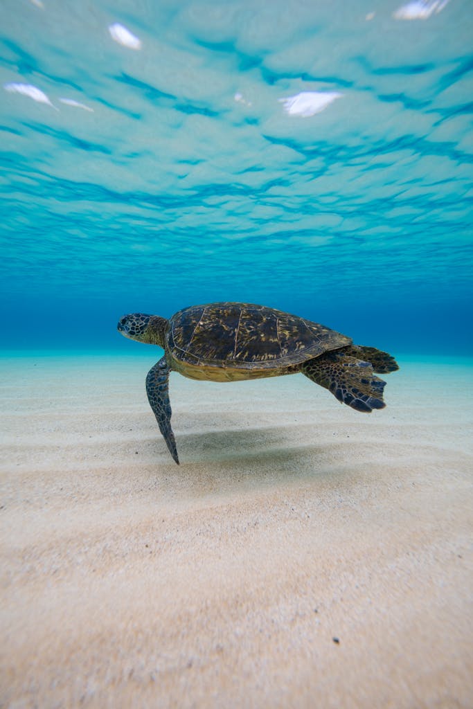 A captivating sea turtle gracefully swimming underwater in the crystal-clear ocean.