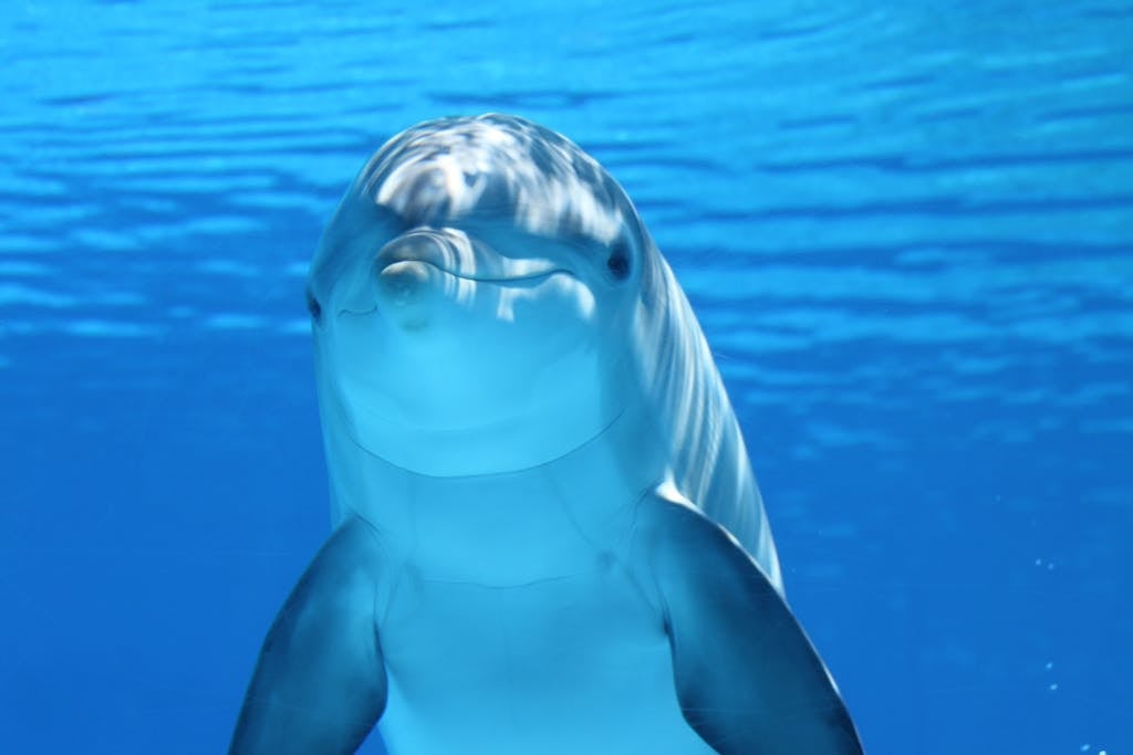 A captivating underwater shot of a dolphin swimming in clear blue water.