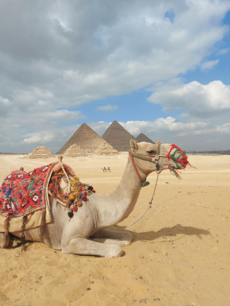 A decorated camel resting in the desert near the iconic Pyramids of Giza.