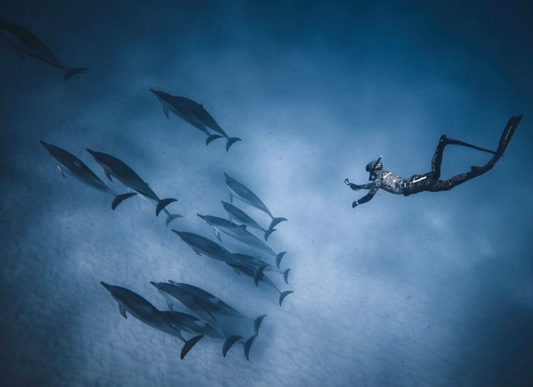 A diver and a pod of dolphins swimming gracefully in the clear ocean.