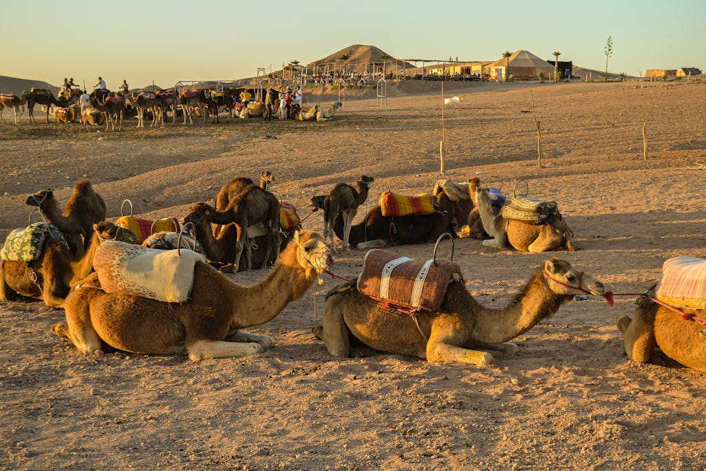 A group of camels resting in the Agafay desert with riders nearby under a warm sunset.