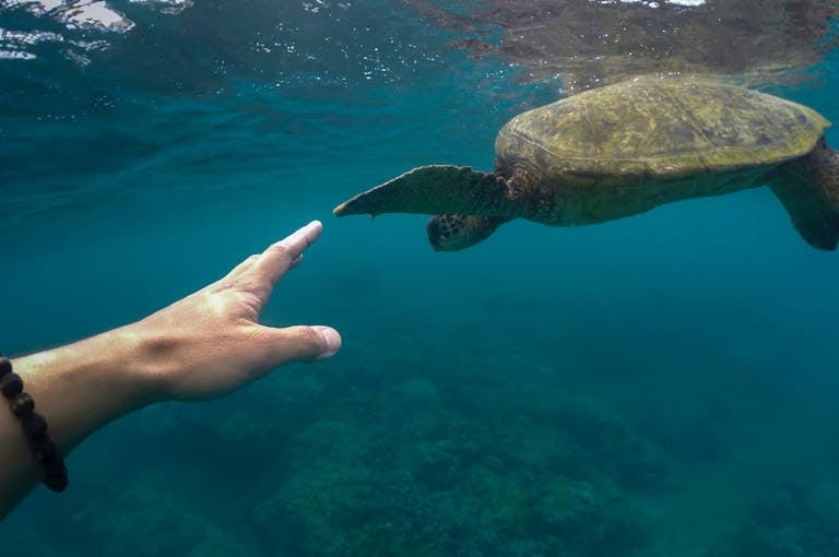 A human hand reaching out towards a swimming sea turtle underwater, capturing a moment of connection with marine life.