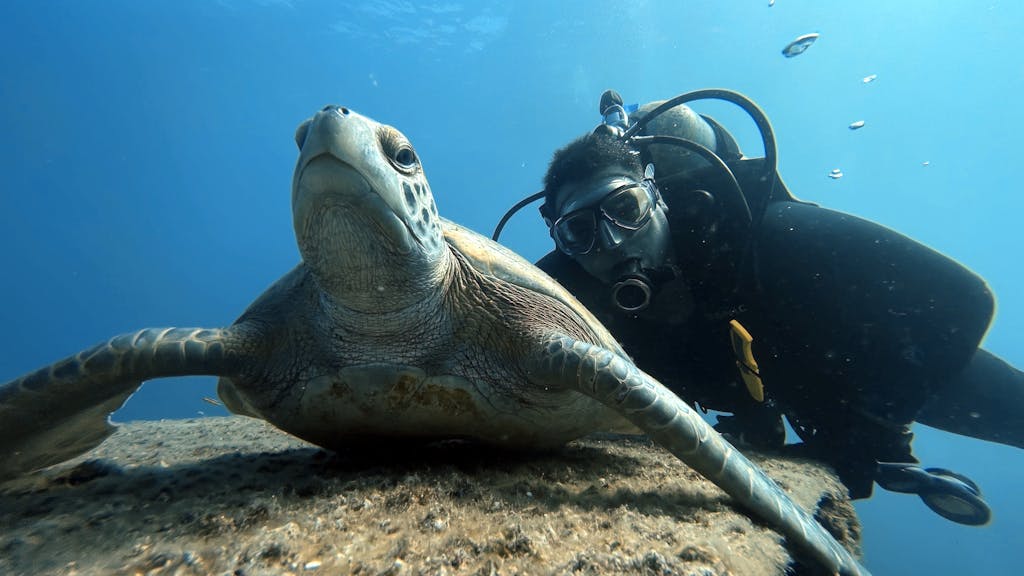 A scuba diver swims alongside a sea turtle in a vibrant underwater scene.