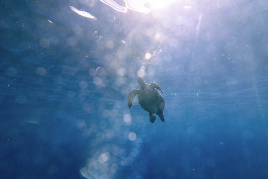 A serene sea turtle gliding through the clear blue waters of Lahaina, Hawaii, captured in a tranquil underwater scene.