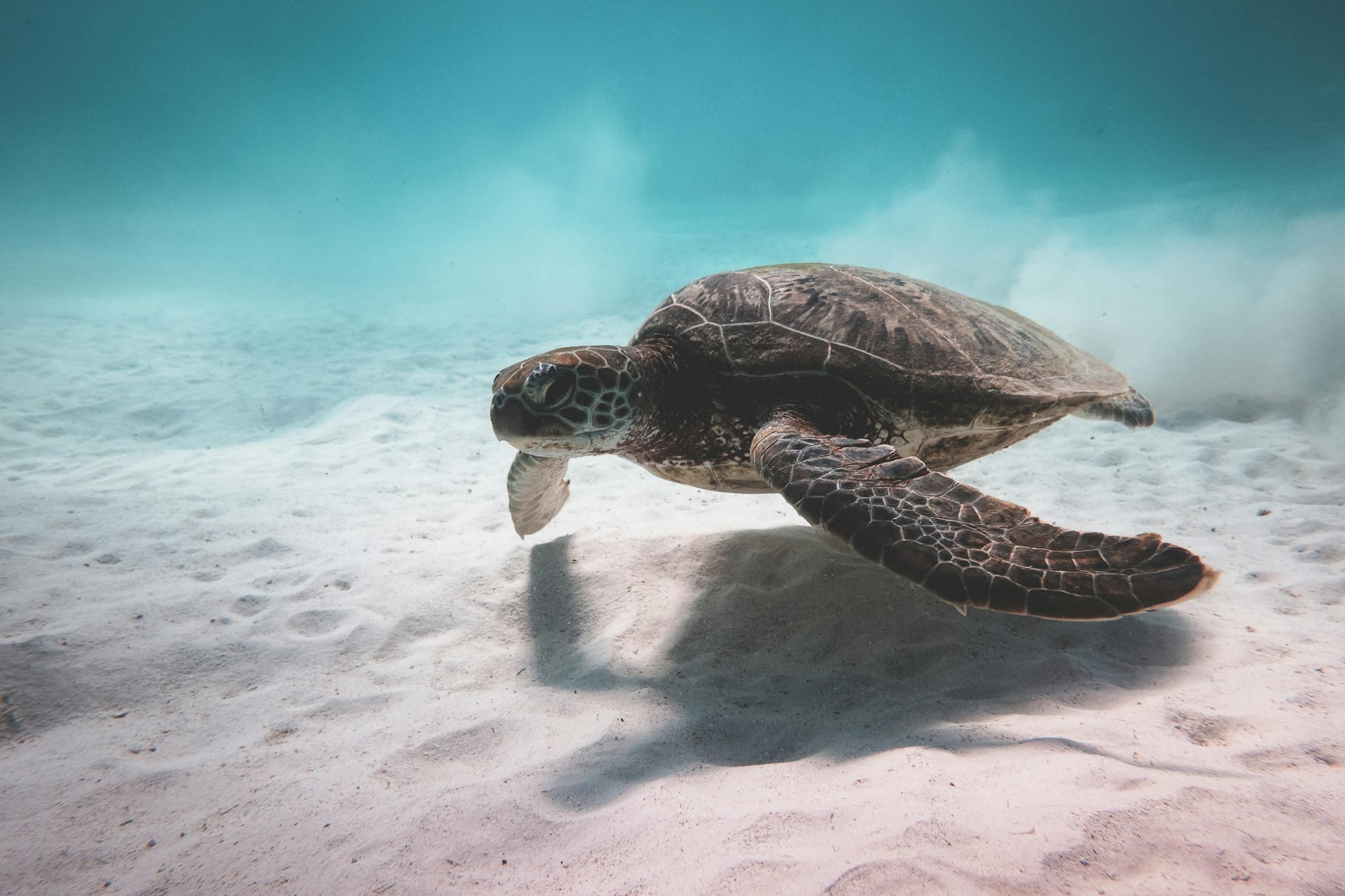 A serene underwater shot of a sea turtle gracefully gliding over ocean sand in tropical waters.