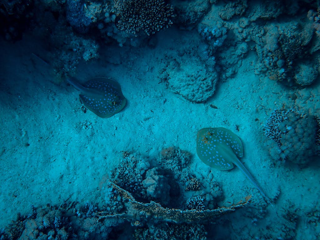 Beautiful blue spotted stingrays gliding over a vibrant coral reef underwater.