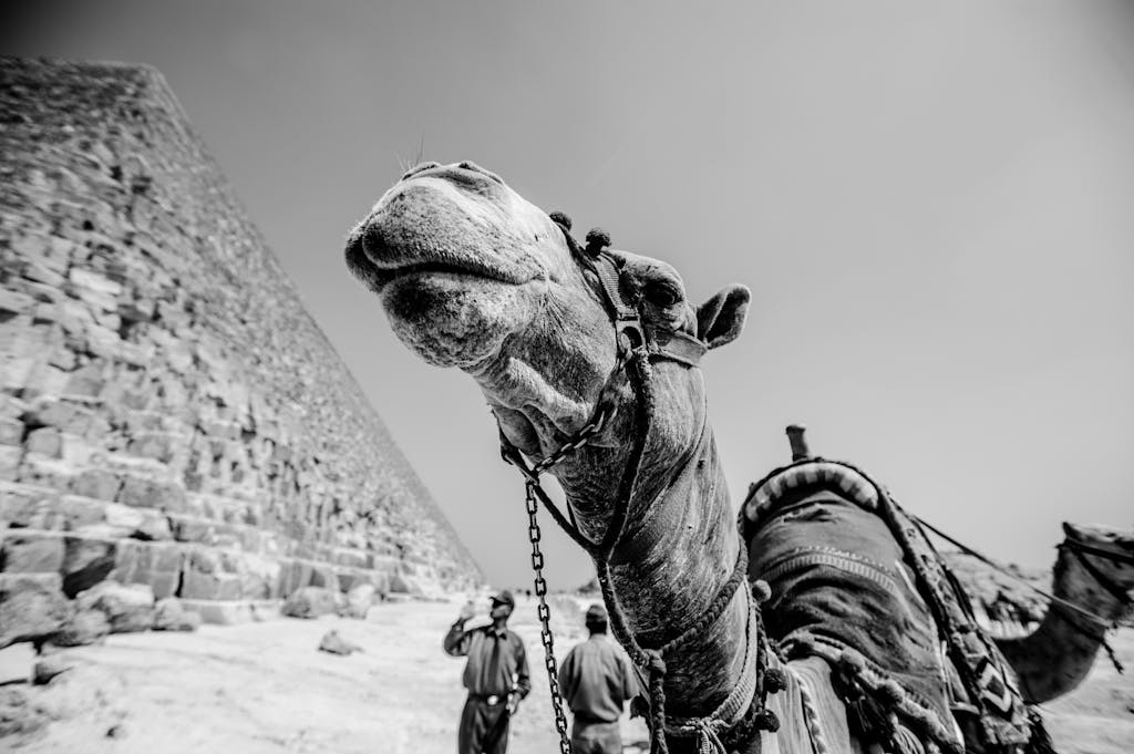 Black and white image of camels near the Egyptian pyramids in a desert landscape.