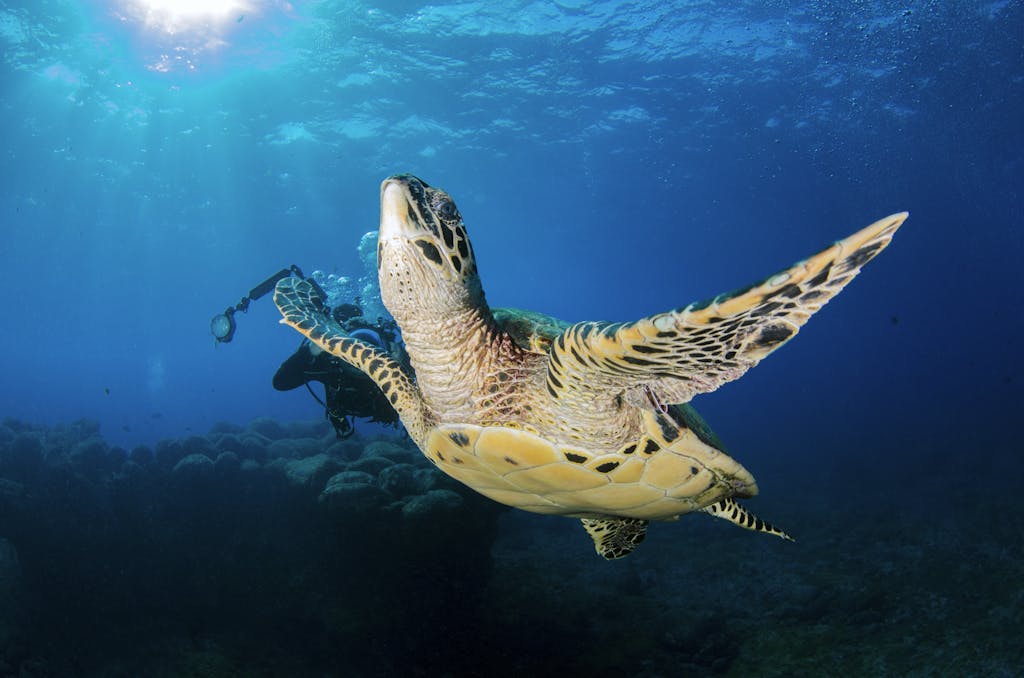 Captivating image of a sea turtle gliding underwater alongside a diver capturing the serene marine environment.
