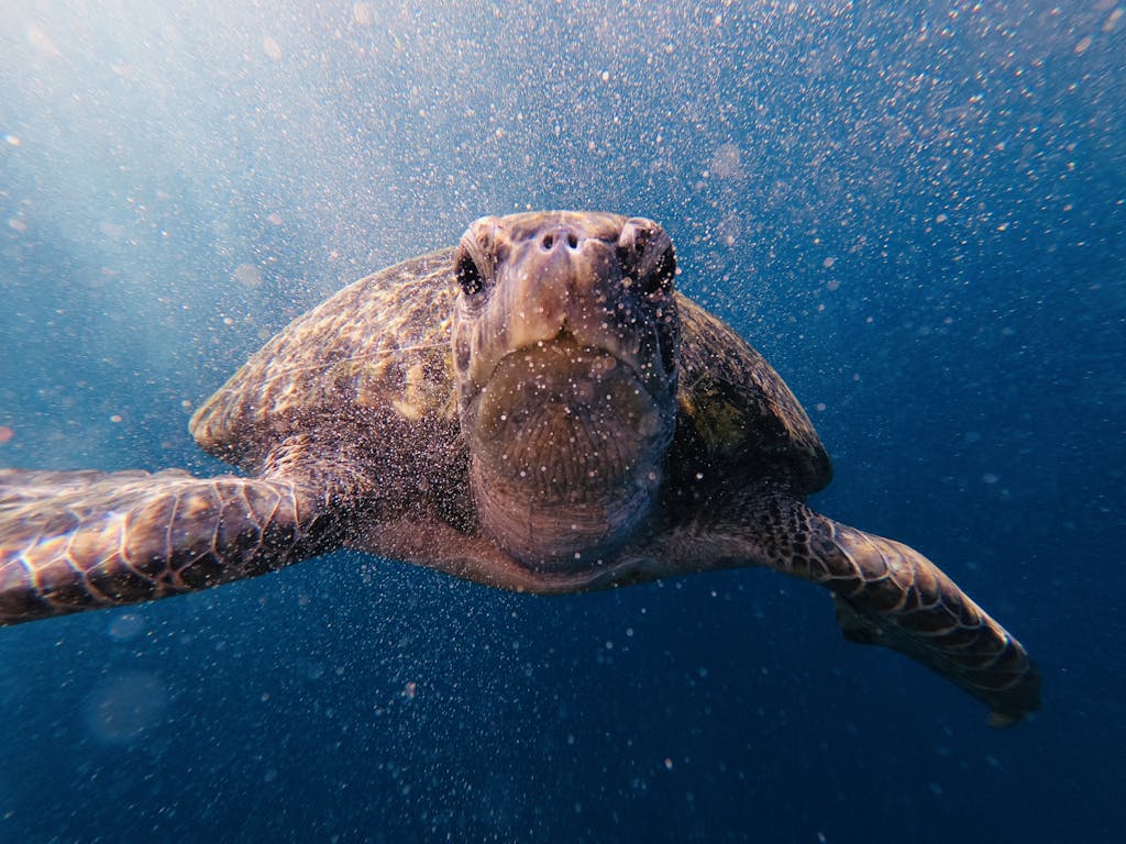 Captivating image of a sea turtle swimming underwater captured in Thailand's crystal-clear waters.