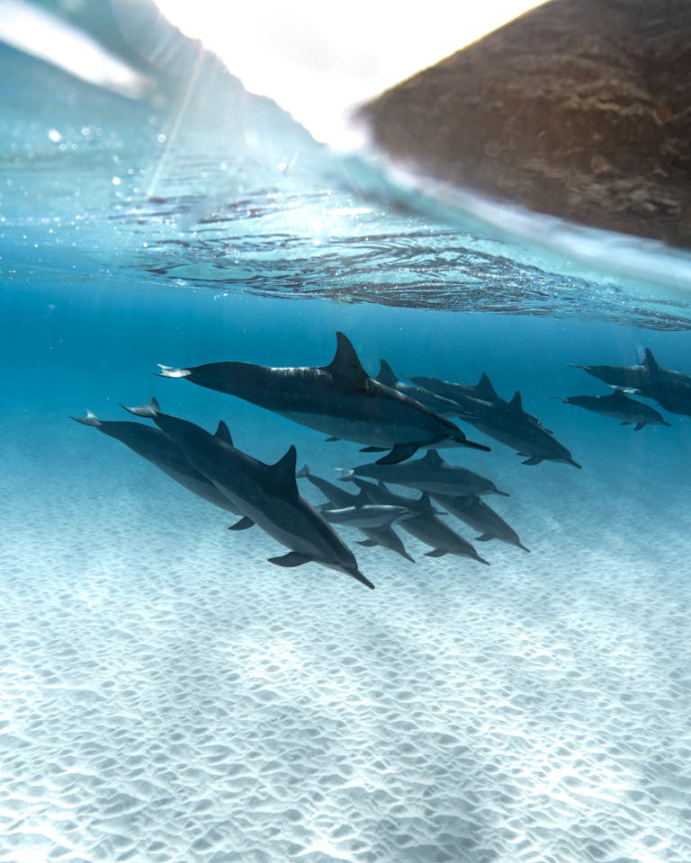 Captivating underwater scene of dolphins swimming gracefully in clear blue ocean waters.