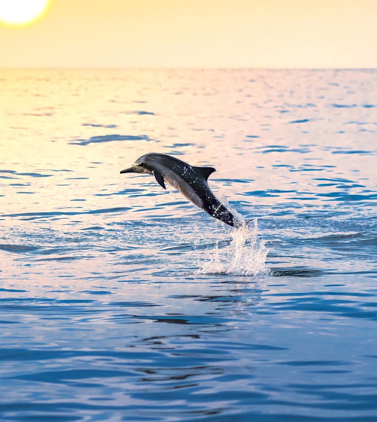 Dynamic capture of a dolphin jumping at sunset over calm ocean waters.