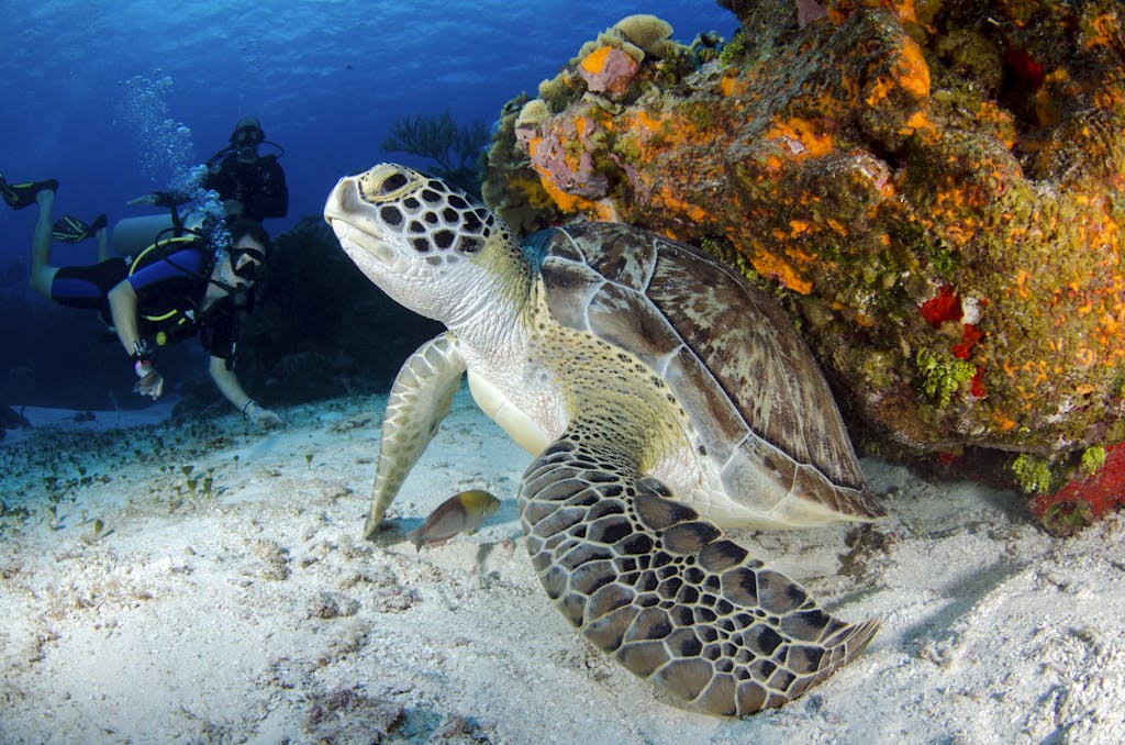 Explore the vibrant marine life with scuba divers and a sea turtle on a colorful coral reef.