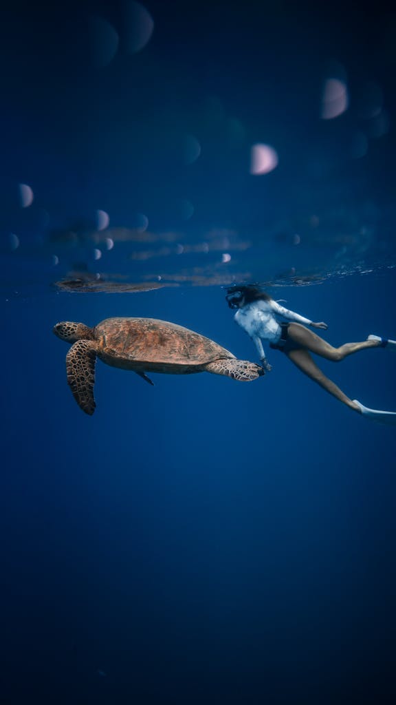 Full body of unrecognizable female diver in swimsuit swimming in oxygen mask near large turtle with bubbles on water surface