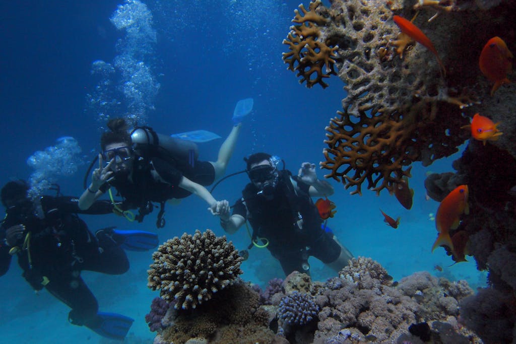 Group of scuba divers swimming near colorful coral reef with fish, showcasing underwater marine life.