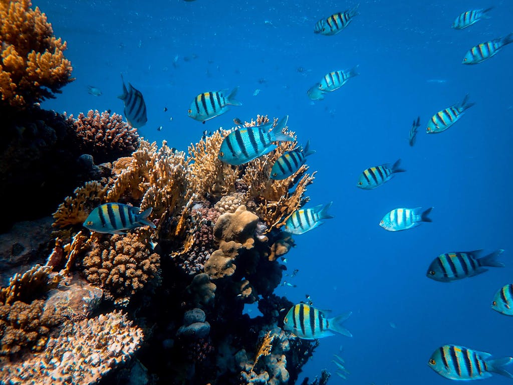 Lively school of fish swimming over an exotic coral reef in clear blue waters, showcasing marine biodiversity.