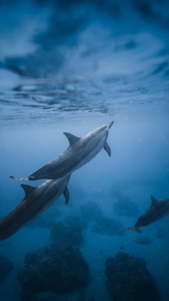 Peaceful underwater image of dolphins swimming gracefully in a serene blue ocean setting.