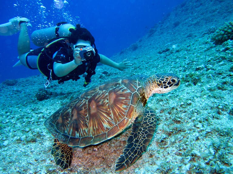 Scuba diver captures a close-up shot of a sea turtle in its natural habitat.