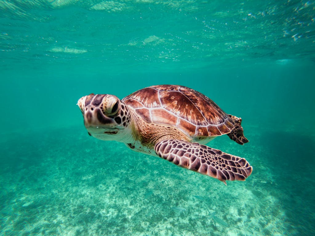 Vibrant underwater shot of a green sea turtle swimming in clear waters near Tulum, Mexico.