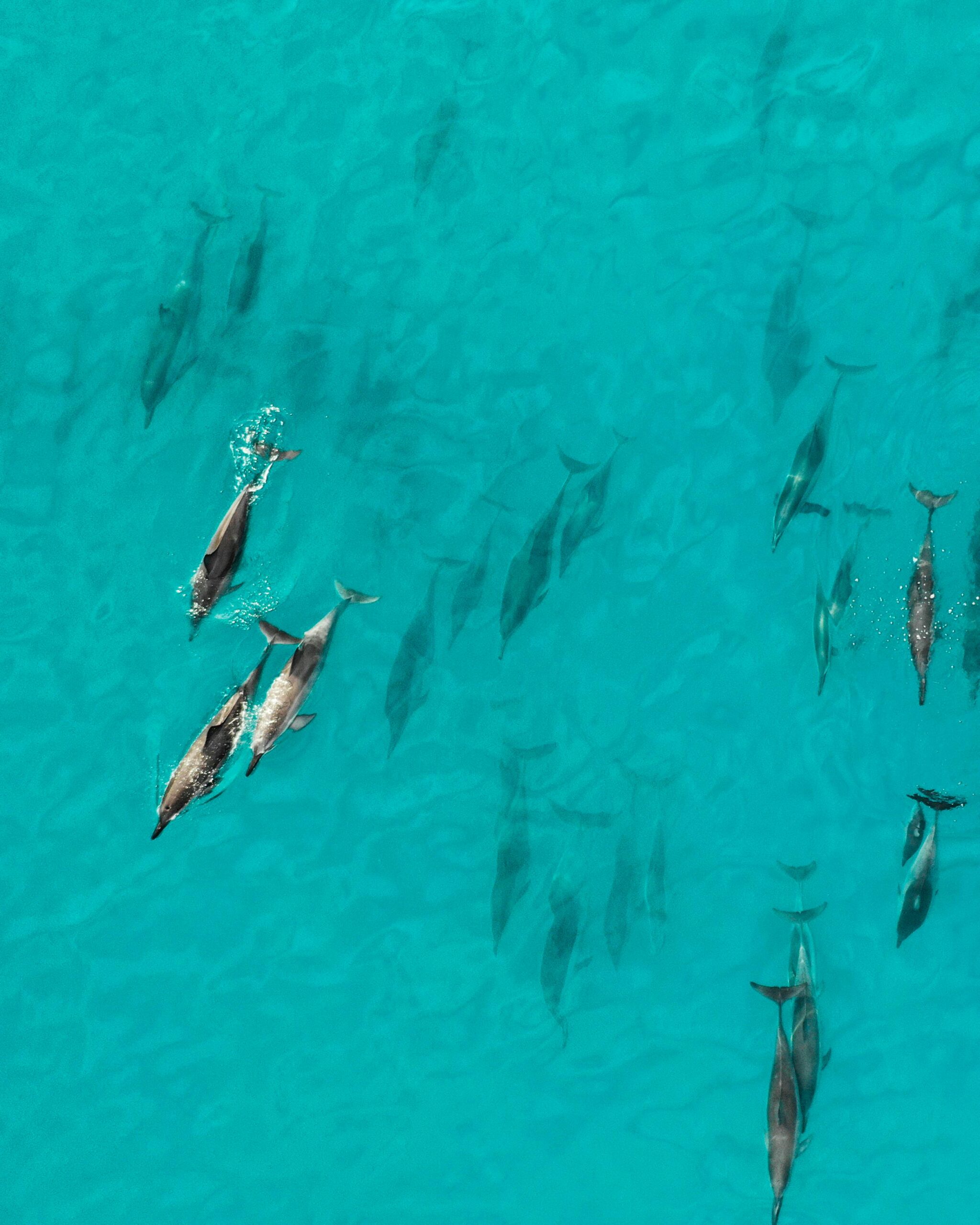 Dolphin House Snorkeling